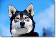 Alaskan Husky